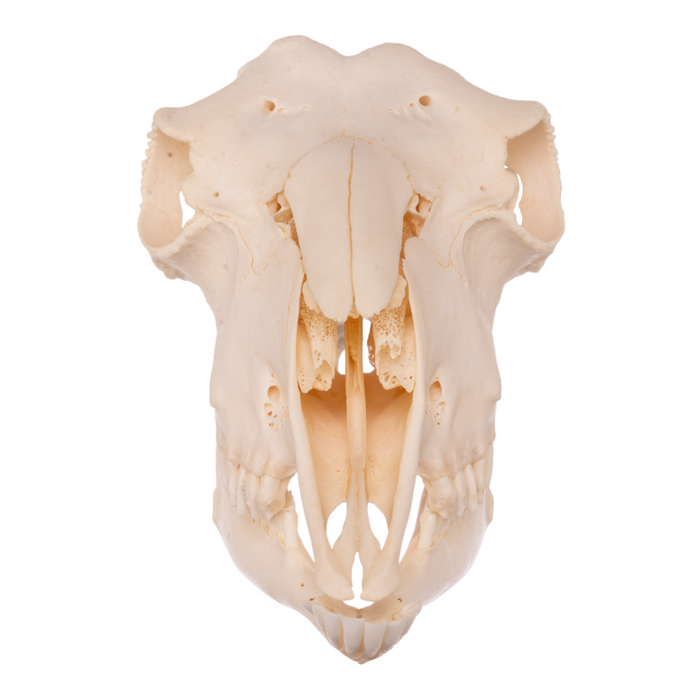 Real Domestic Goat Skull - Polled