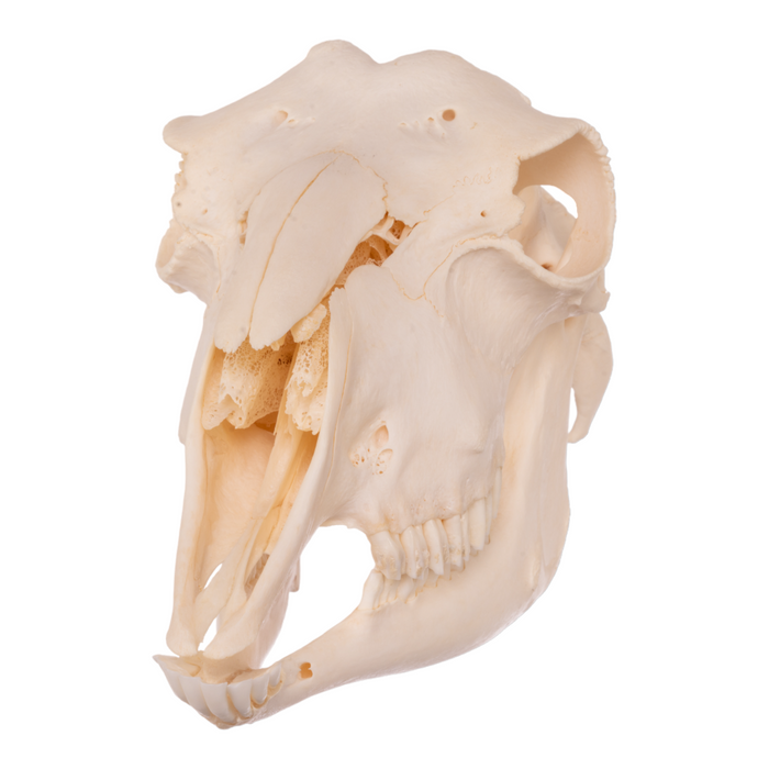 Real Domestic Goat Skull - Polled