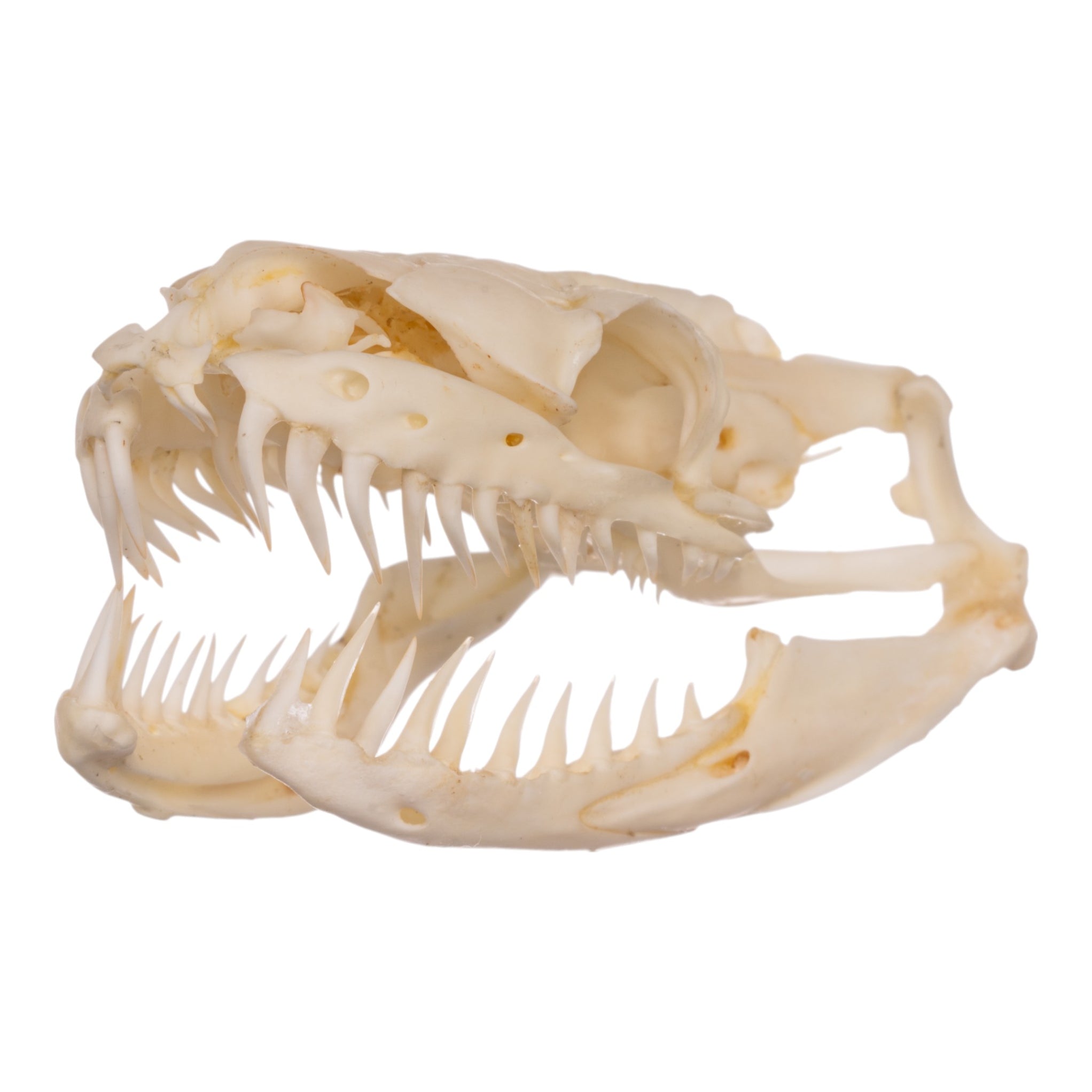Real Reticulated Python Skull For Sale — Skulls Unlimited International ...