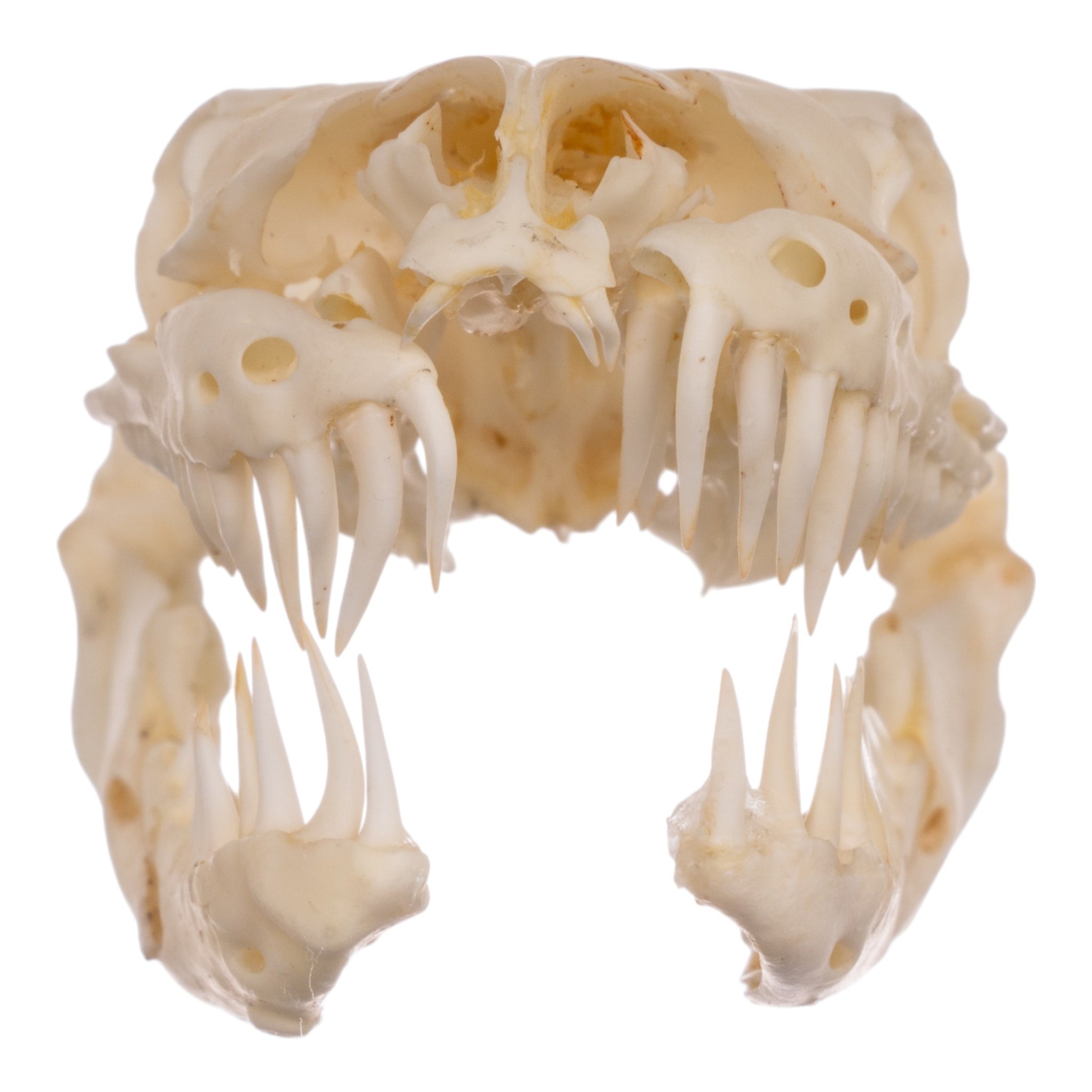 Real Reticulated Python Skull For Sale — Skulls Unlimited International ...