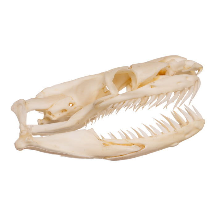 Real Python Skull Real Reticulated Python Skull For Sale — Skulls Unlimited International ...