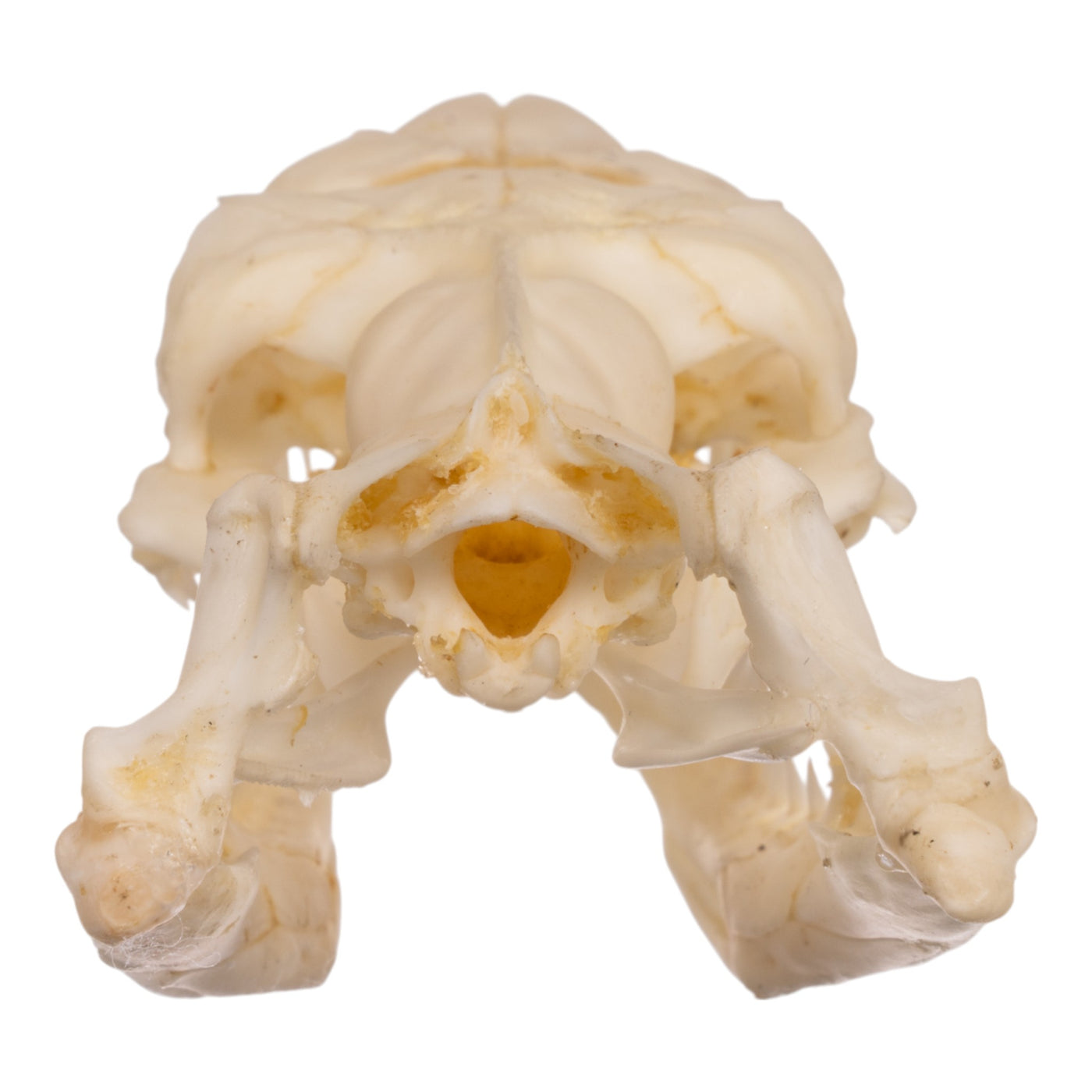 Real Python Skull Real Reticulated Python Skull For Sale — Skulls Unlimited International ...