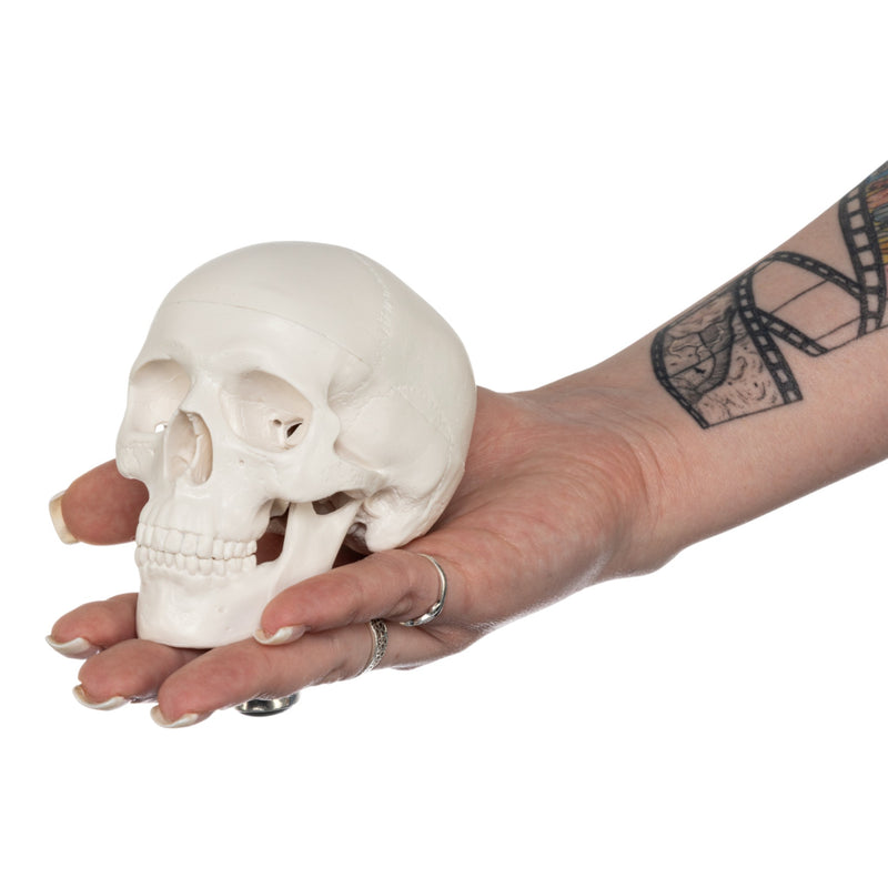 Replica Human 3-Part Miniature Skull - Economy