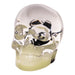 Real Black Scorpion in Acrylic Skull Magnet - Glow