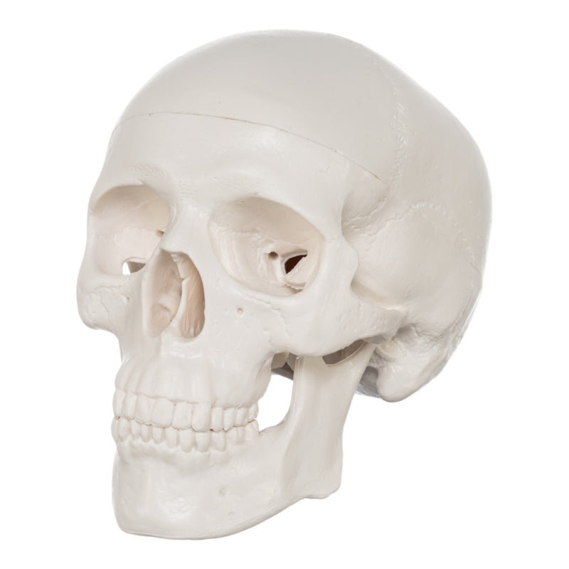 Replica Human 3-Part Miniature Skull - Economy