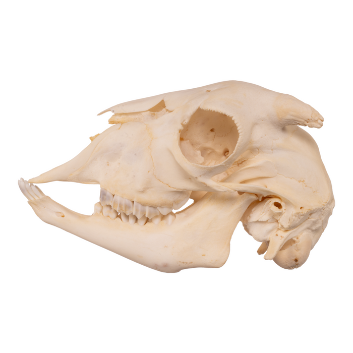 Real Domestic Goat Skull - Adolescent