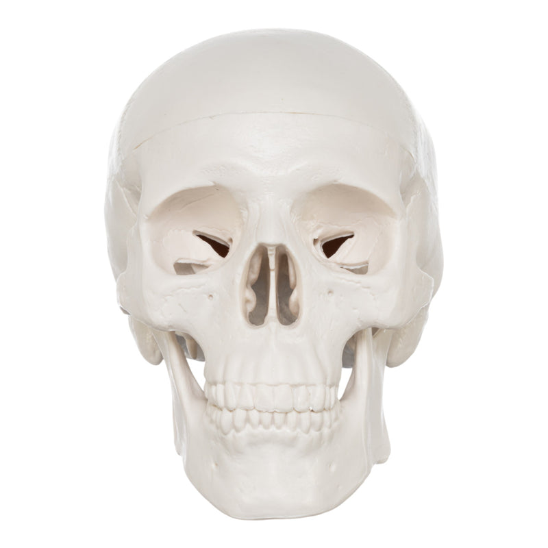 Replica Human 3-Part Miniature Skull - Economy