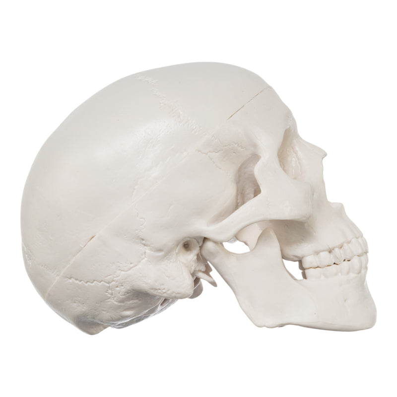Replica Human 3-Part Miniature Skull - Economy