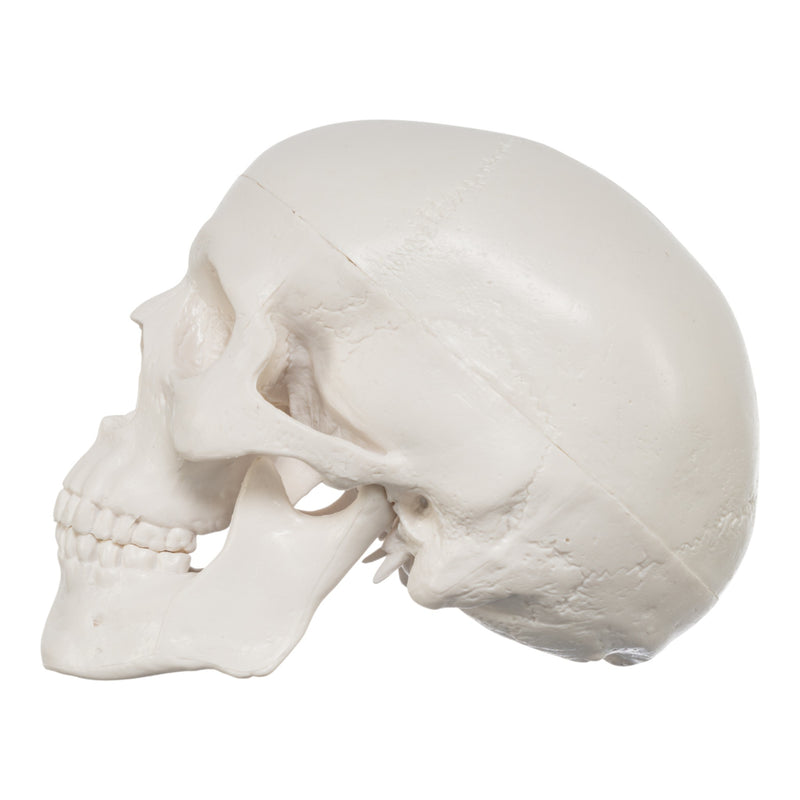 Replica Human 3-Part Miniature Skull - Economy