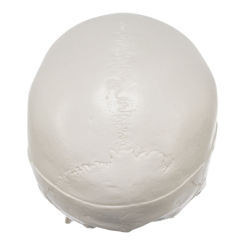 Replica Human 3-Part Miniature Skull - Economy