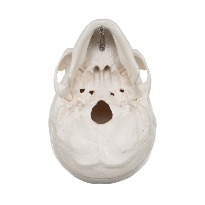 Replica Human 3-Part Miniature Skull - Economy