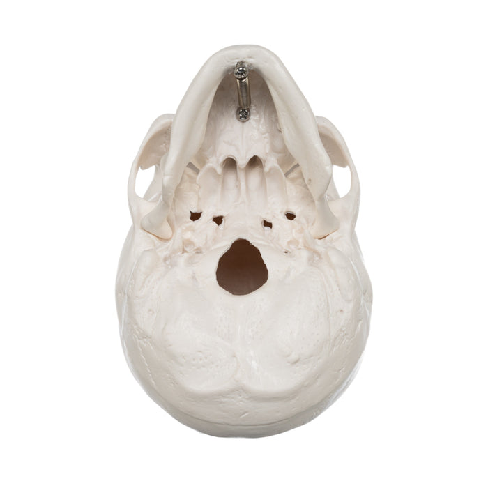Replica Human 3-Part Miniature Skull - Economy
