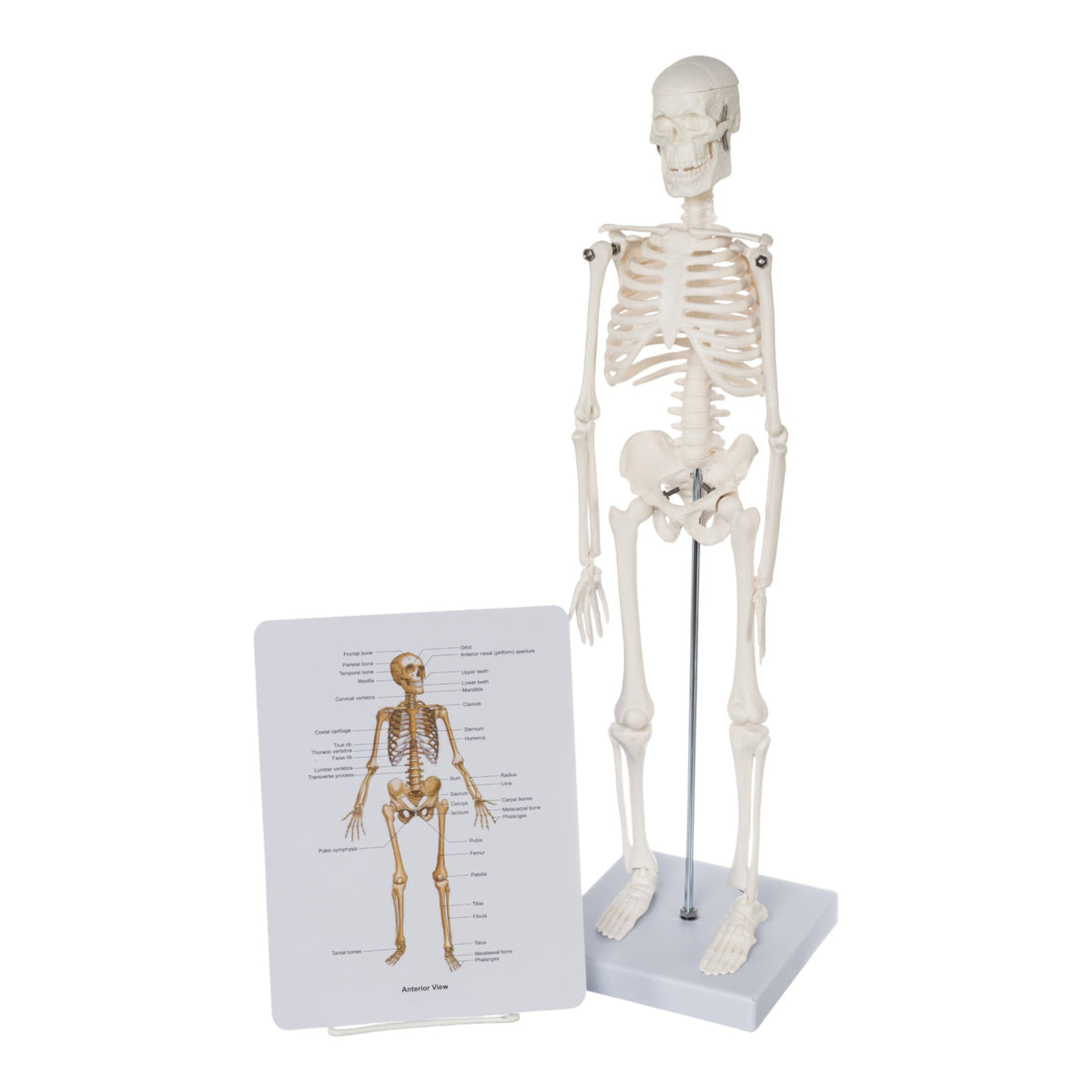 Replica Human Skeleton Desktop Model (17