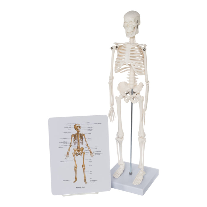 Replica Human Skeleton Desktop Model (17") - Economy