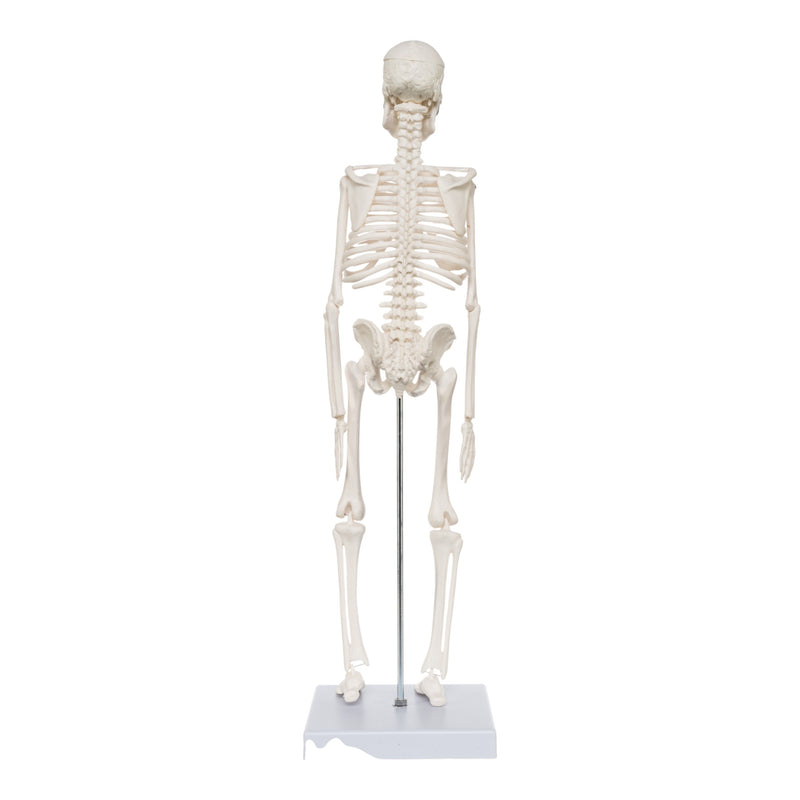 Replica Human Skeleton Desktop Model (17") - Economy