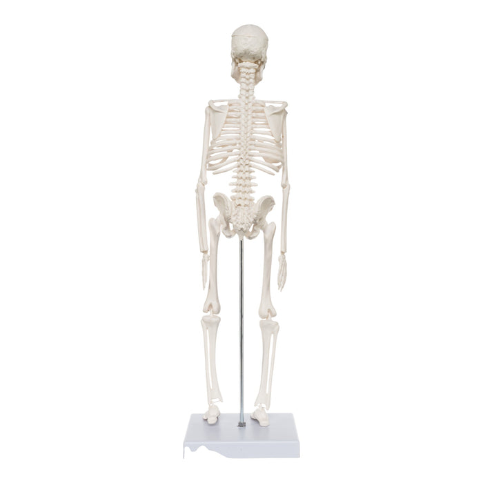 Replica Human Skeleton Desktop Model (17") - Economy