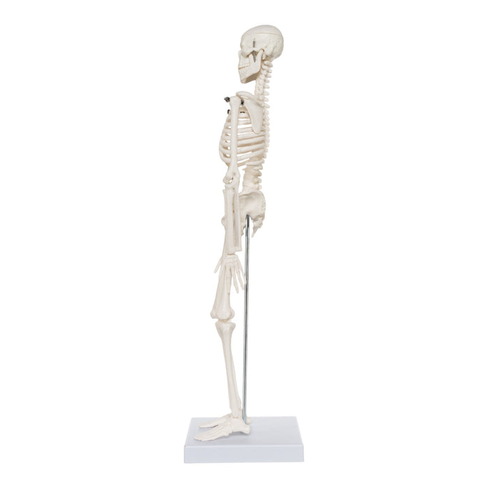 Replica Human Skeleton Desktop Model (17") - Economy