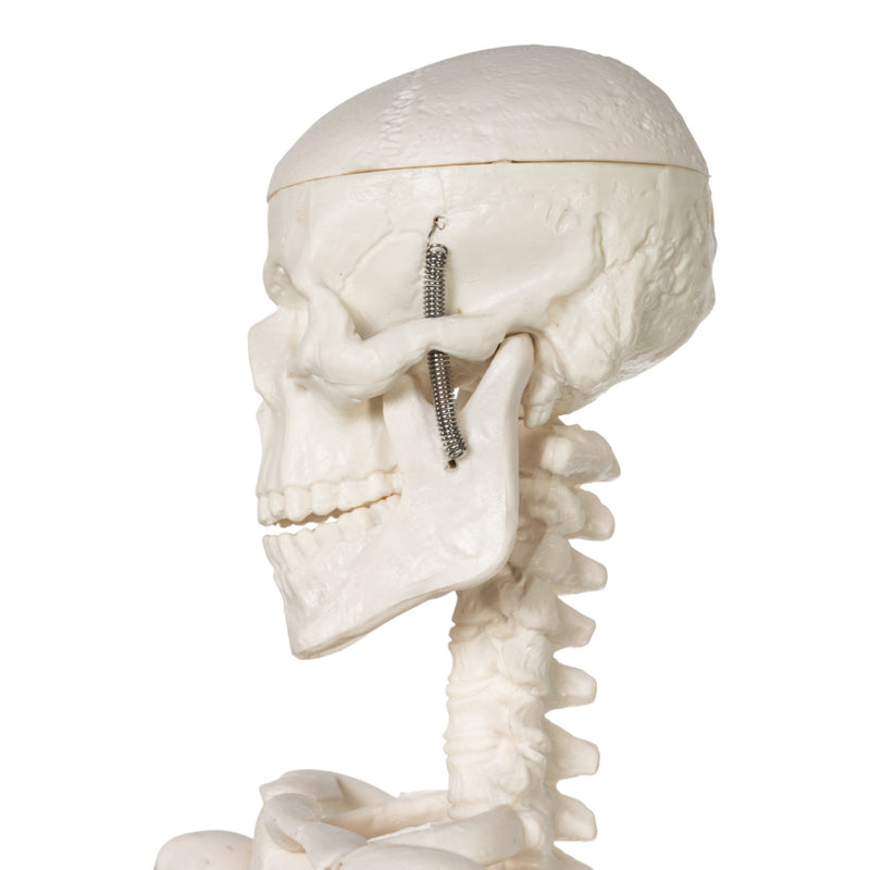 Replica Human Skeleton Desktop Model (17") - Economy