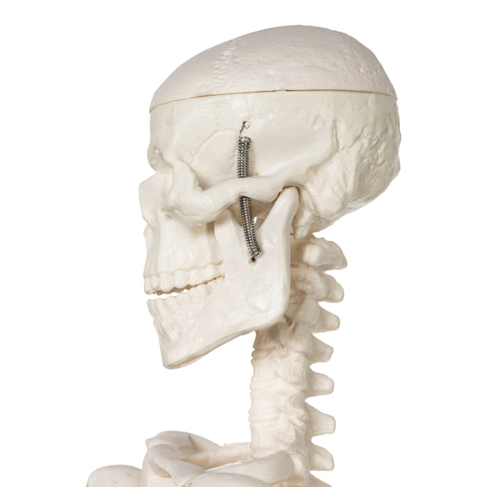 Replica Human Skeleton Desktop Model (17") - Economy