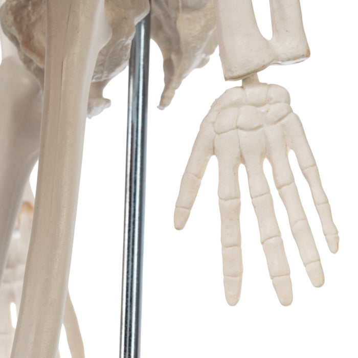 Replica Human Skeleton Desktop Model (17") - Economy