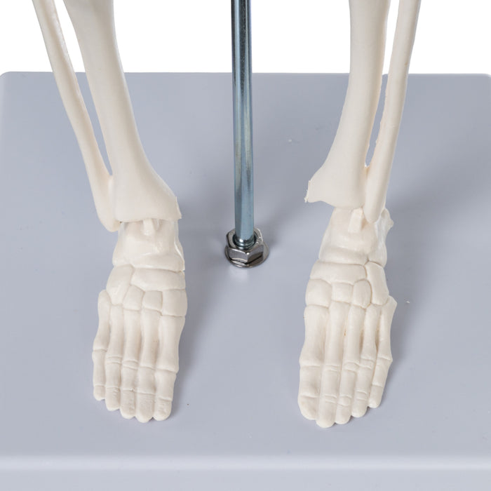 Replica Human Skeleton Desktop Model (17") - Economy