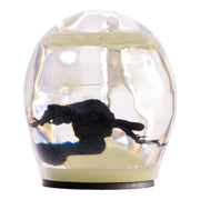 Real Black Scorpion in Acrylic Skull Magnet - Glow