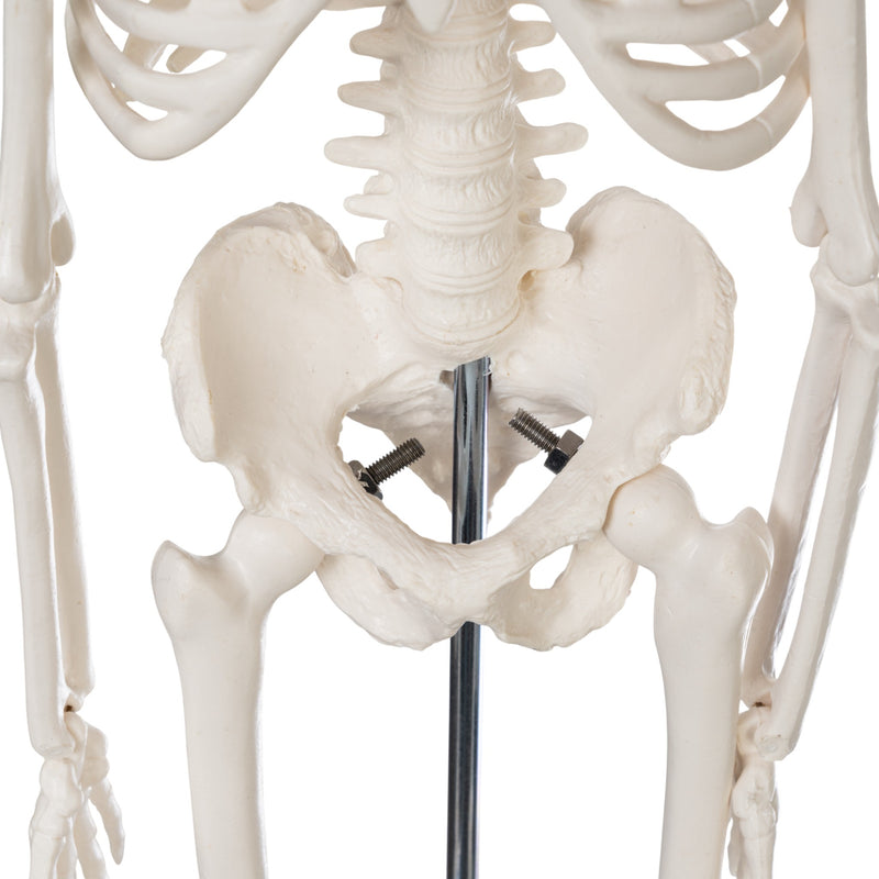 Replica Human Skeleton Desktop Model (17") - Economy