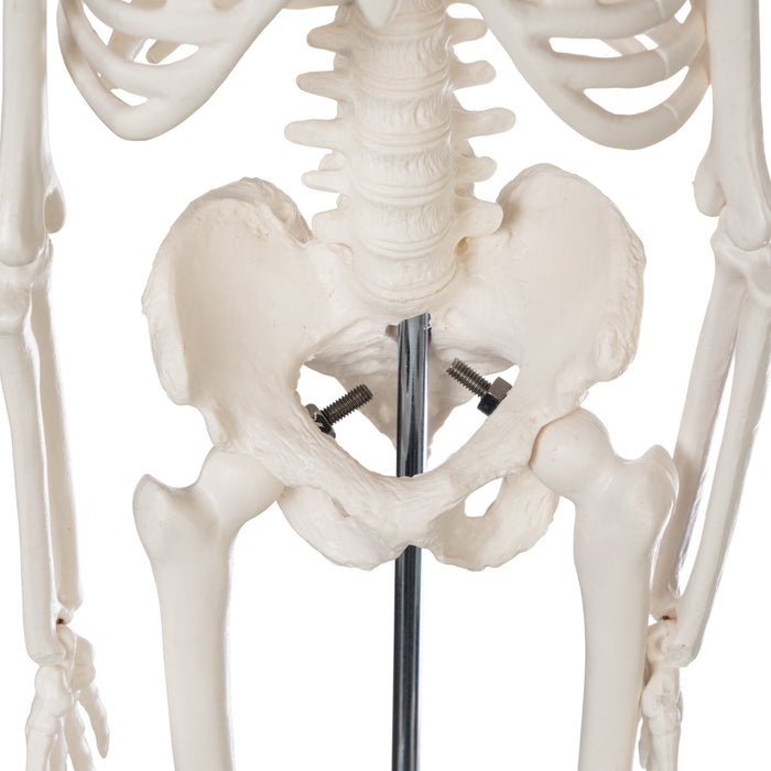 Replica Human Skeleton Desktop Model (17") - Economy
