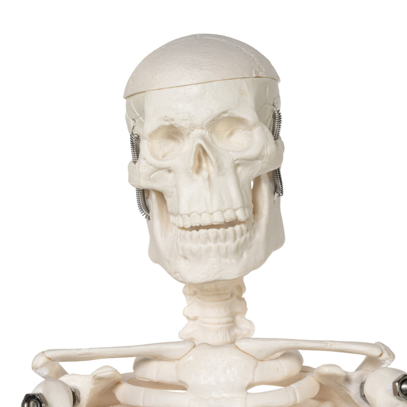 Replica Human Skeleton Desktop Model (17") - Economy