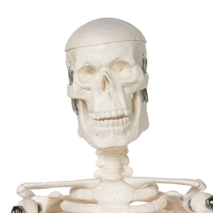 Replica Human Skeleton Desktop Model (17") - Economy