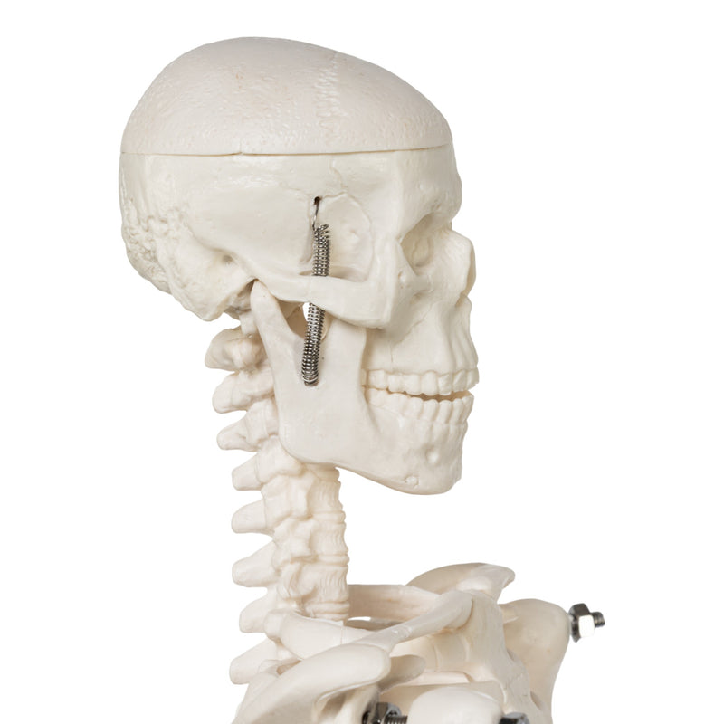 Replica Human Skeleton Desktop Model (17") - Economy