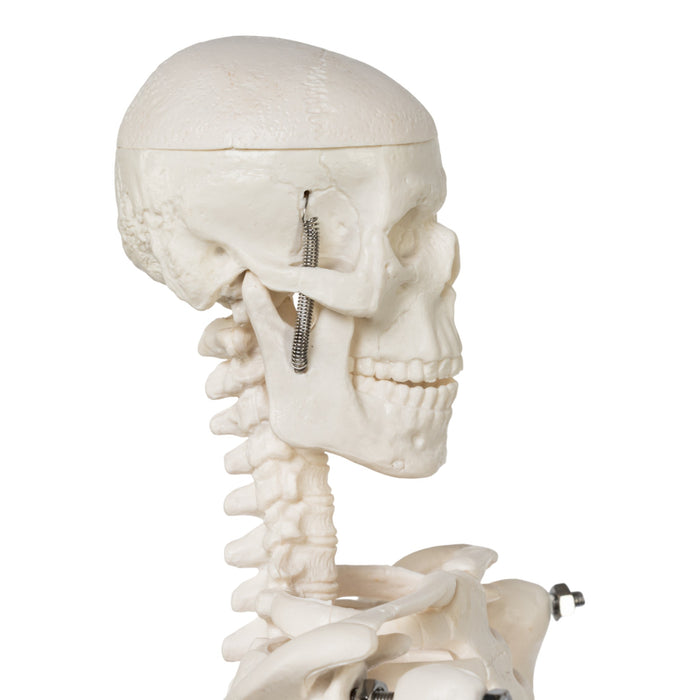 Replica Human Skeleton Desktop Model (17") - Economy