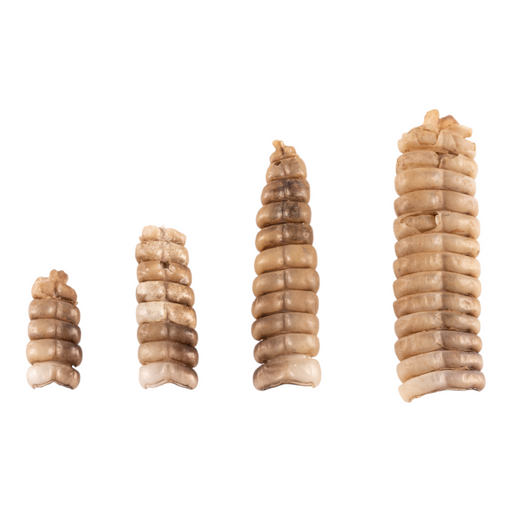 Real Rattlesnake Rattle