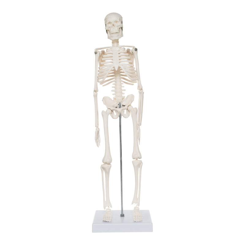 Replica Human Skeleton Desktop Model (17") - Economy