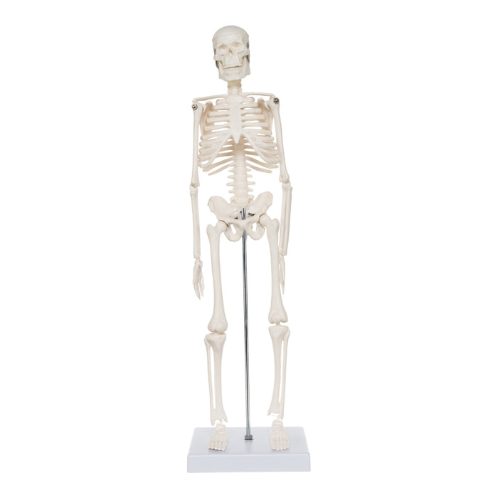 Replica Human Skeleton Desktop Model (17") - Economy