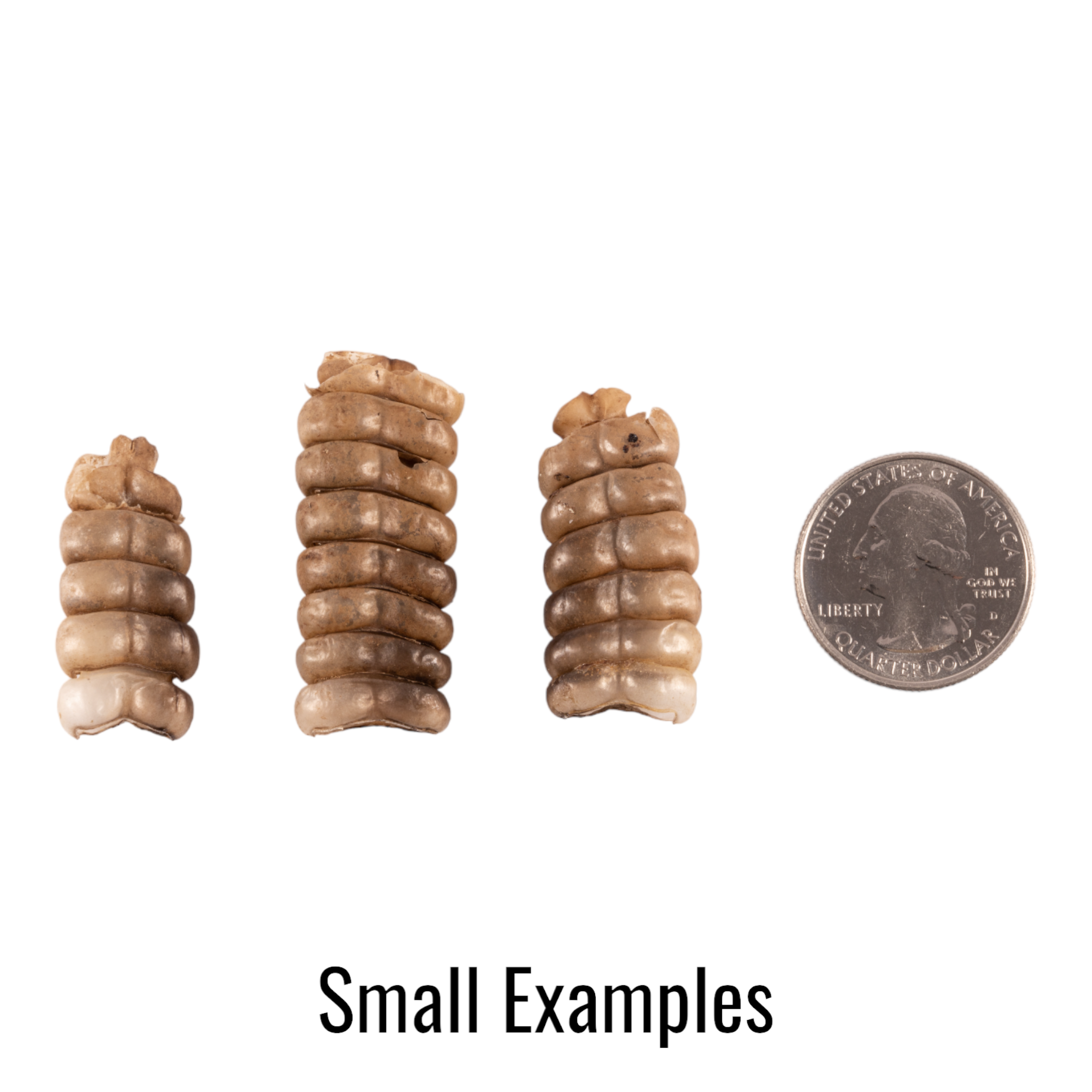 Real Rattlesnake Rattle For Sale — Skulls Unlimited International, Inc.
