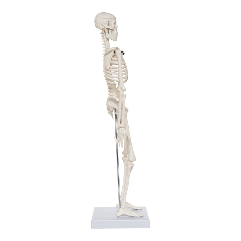Desktop Model Skeleton Replica Human Skeleton Desktop Model (17