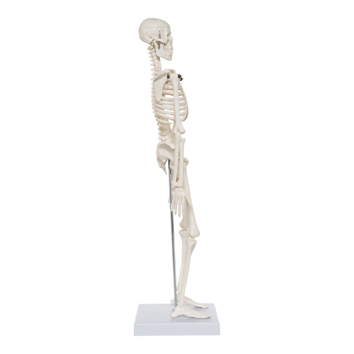 Replica Human Skeleton Desktop Model (17") - Economy