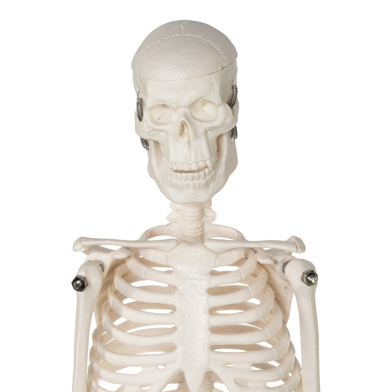 Replica Human Skeleton Desktop Model (17") - Economy