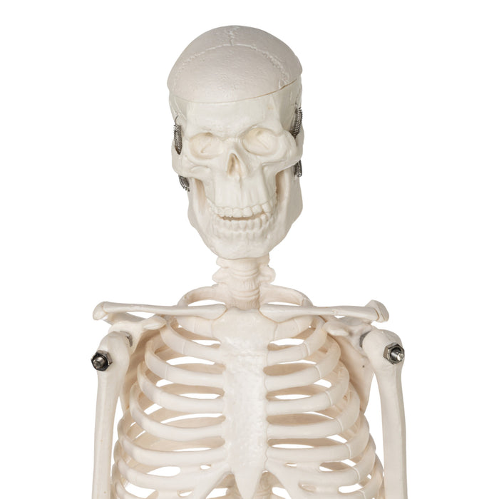 Replica Human Skeleton Desktop Model (17") - Economy