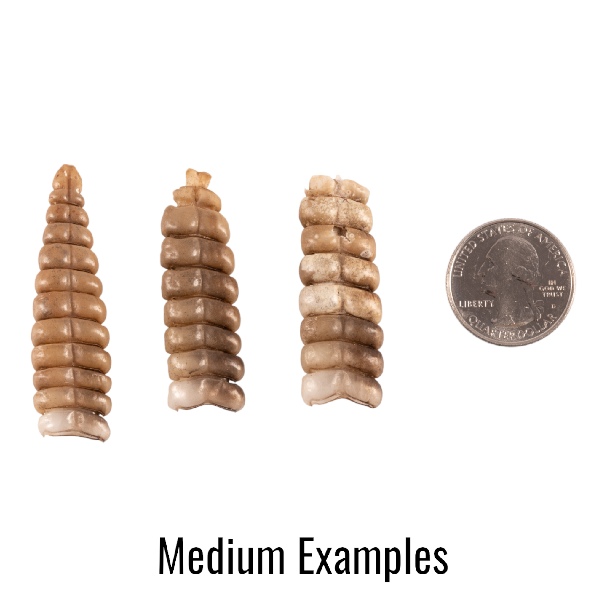 Real Rattlesnake Rattle For Sale — Skulls Unlimited International, Inc.