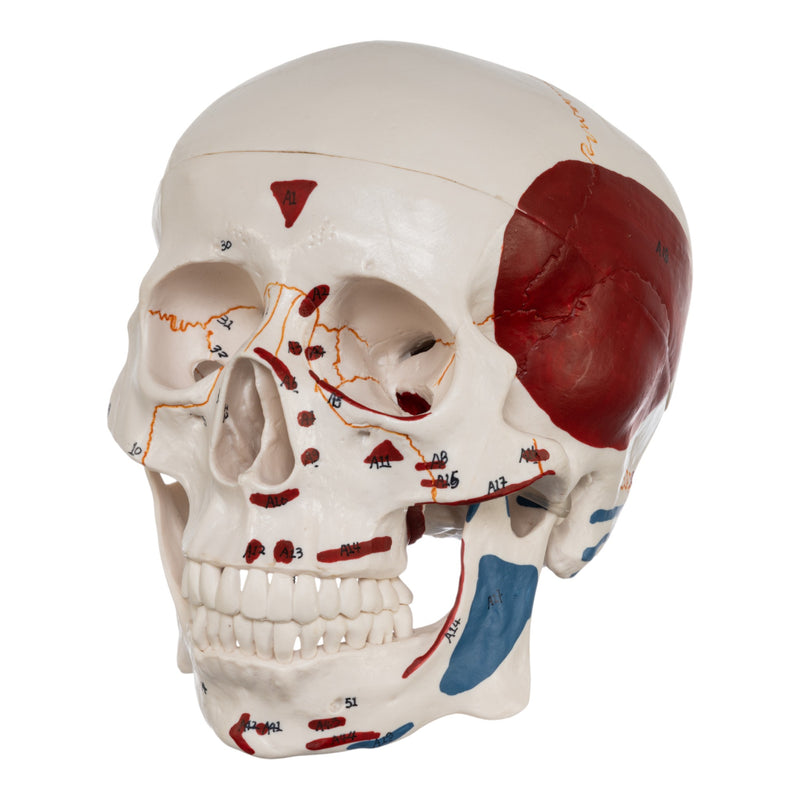 Replica Human Skull with Markings, Muscles and Sutures - Economy
