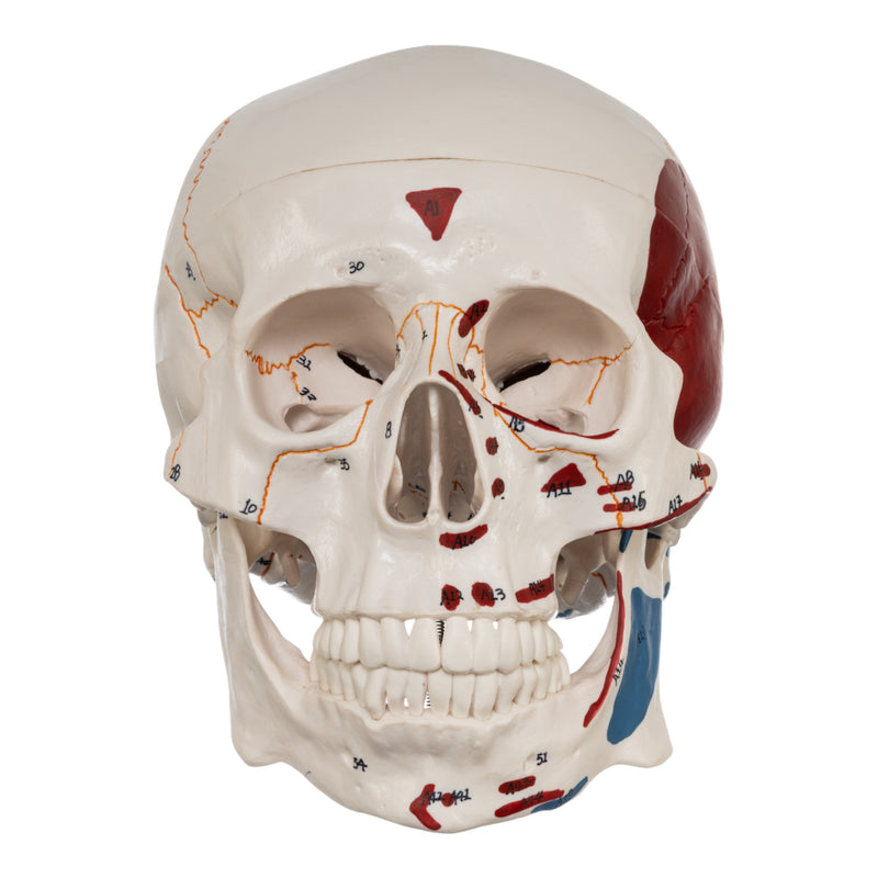 Replica Human Skull with Markings, Muscles and Sutures - Economy