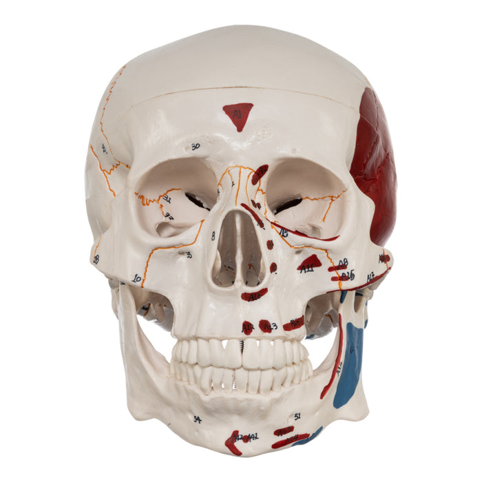 Replica Human Skull with Markings, Muscles and Sutures - Economy