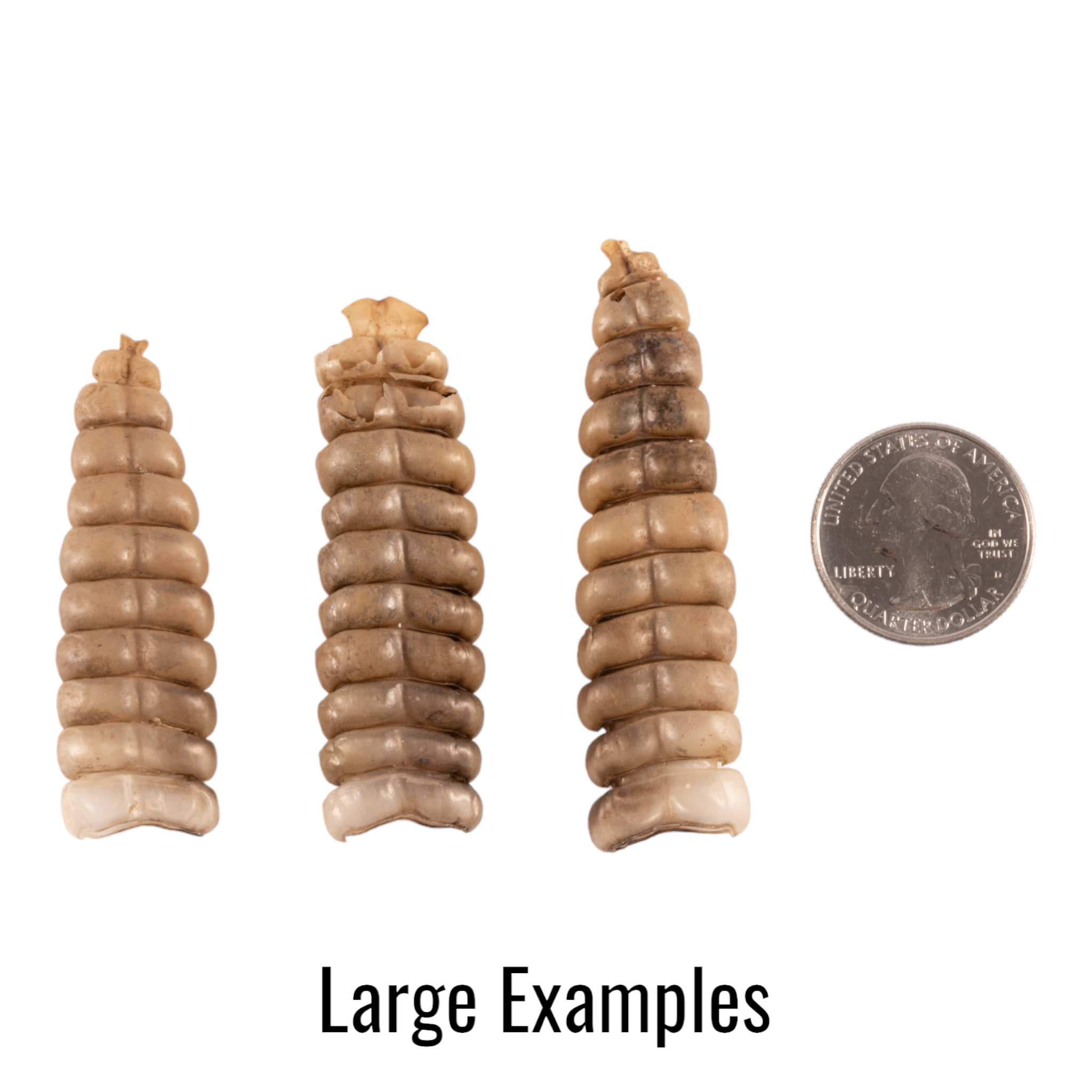 Real Rattlesnake Rattle For Sale — Skulls Unlimited International, Inc.