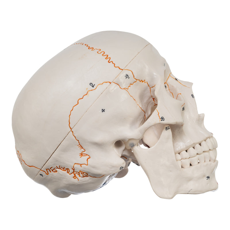 Replica Human Skull with Markings, Muscles and Sutures - Economy