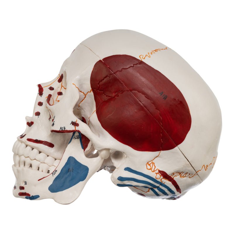 Replica Human Skull with Markings, Muscles and Sutures - Economy