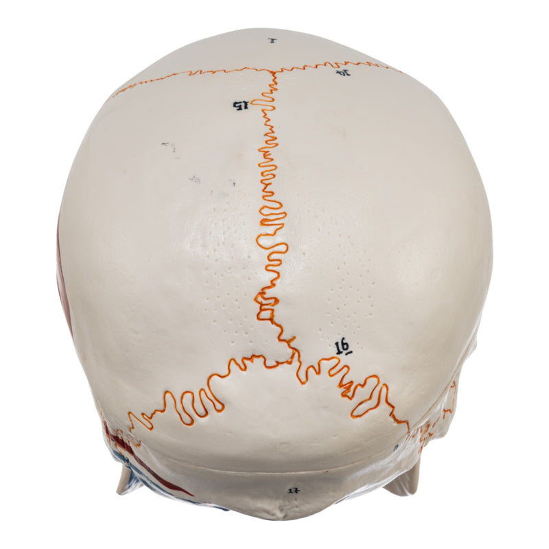 Replica Human Skull with Markings, Muscles and Sutures - Economy
