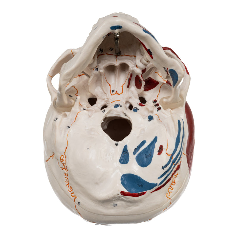 Replica Human Skull with Markings, Muscles and Sutures - Economy