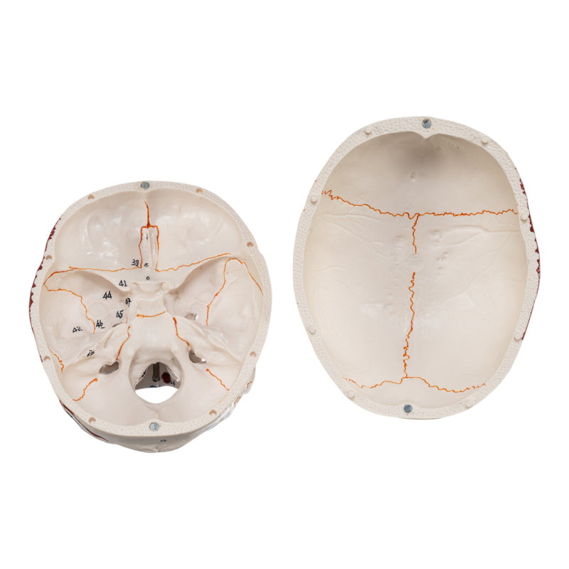 Replica Human Skull with Markings, Muscles and Sutures - Economy